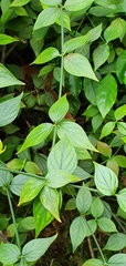 Rovaeanthus strigosus