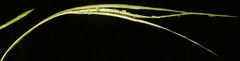 Borodinia missouriensis