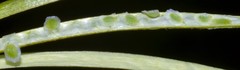 Borodinia missouriensis