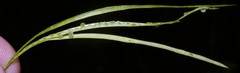 Borodinia missouriensis