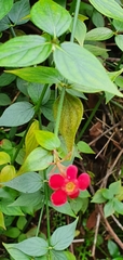 Rovaeanthus strigosus