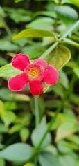 Rovaeanthus strigosus