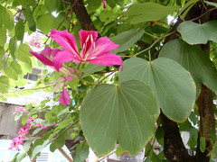 Bauhinia × blakeana