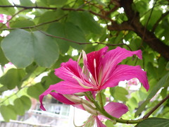 Bauhinia × blakeana
