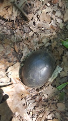 Kinosternon subrubrum