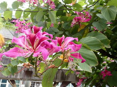 Bauhinia × blakeana