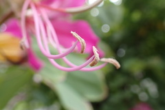 Bauhinia × blakeana