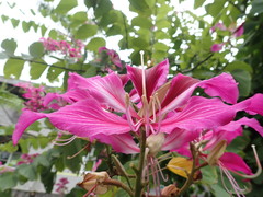 Bauhinia × blakeana