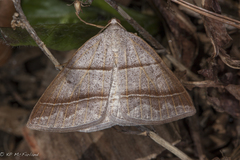 Petrophora subaequaria
