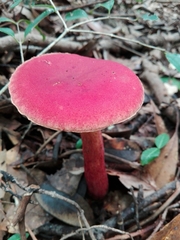 Heimioporus japonicus