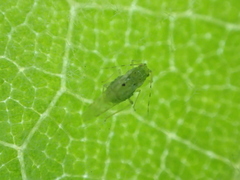 Tinocallis ulmiparvifoliae