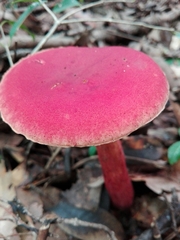 Heimioporus japonicus