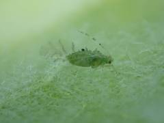 Tinocallis ulmiparvifoliae