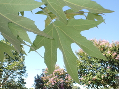 Tinocallis ulmiparvifoliae