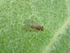 Ectopsocus californicus