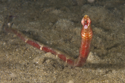 Bentstick pipefish (Trachyrhamphus bicoarctatus) — Syngnathidae — 4