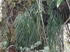 Asplenium flaccidum flaccidum