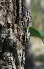 Argiope florida