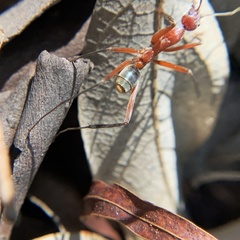 Leptomyrmex tibialis