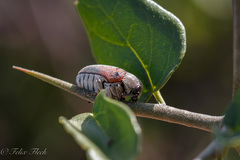 Megalostomis dimidiata