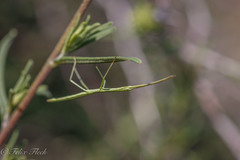 Pseudosermyle