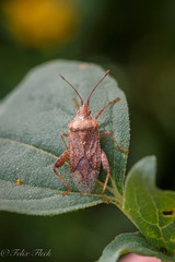Harmostes