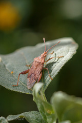 Harmostes