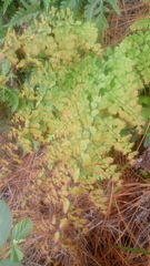 Adiantum concinnum