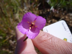 Clarkia gracilis gracilis