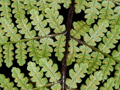 Hypolepis rufobarbata