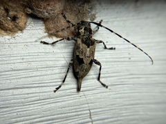 Graphisurus triangulifer