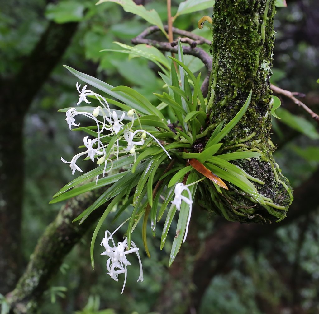 Higher Epidendroid Orchids