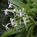 Vanda falcata - Photo (c) 空猫 T. N, algunos derechos reservados (CC BY-NC), subido por 空猫 T. N