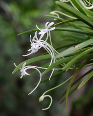 Vanda falcata