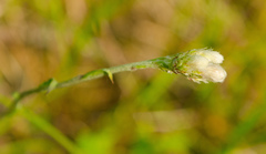 Antennaria neglecta