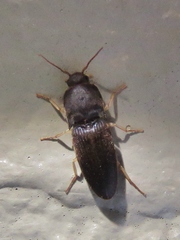 Heteroderes amplicollis
