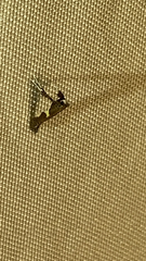 Caloptilia bimaculatella