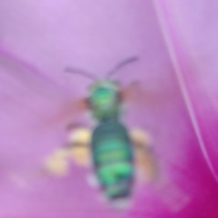 Agapostemon splendens