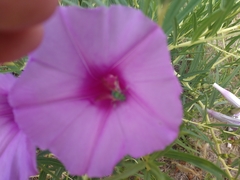 Agapostemon splendens