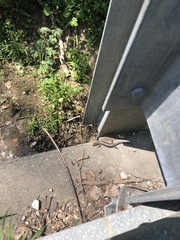 Plestiodon fasciatus