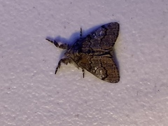 Dasychira obliquata
