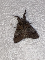 Dasychira obliquata