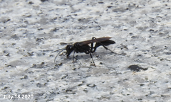 Palmodes occitanicus