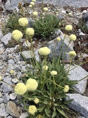 Eriogonum compositum