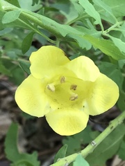 Aureolaria grandiflora