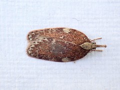 Peritornenta bacchata