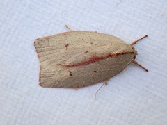 Euchaetis rhodochila