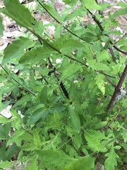 Aureolaria grandiflora