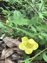 Aureolaria grandiflora