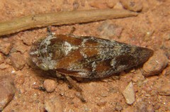Aphrophora permutata